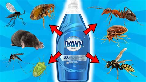 How Does Dawn Dish Soap Kill Boxelder Bugs