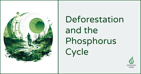 how does deforestation affect the phosphorus cycle
