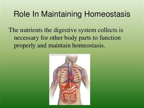 Human Homeostasis ZachaClaireBriMira