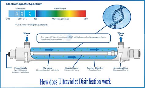 How Does Disinfection Work