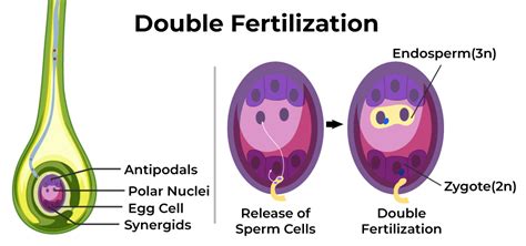 How Does Double Fertilization Occur In Plants