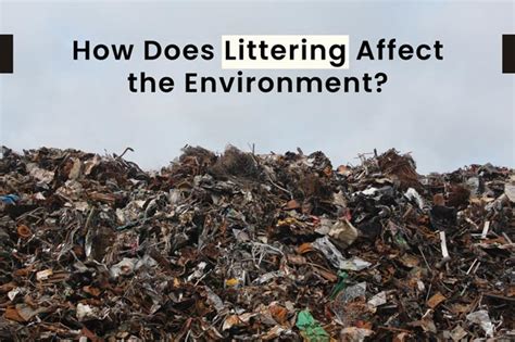 How Does Dropping Litter Affect The Environment