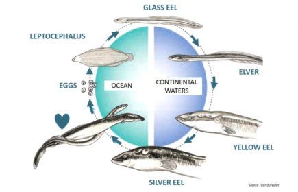 how does eel grass reproduce