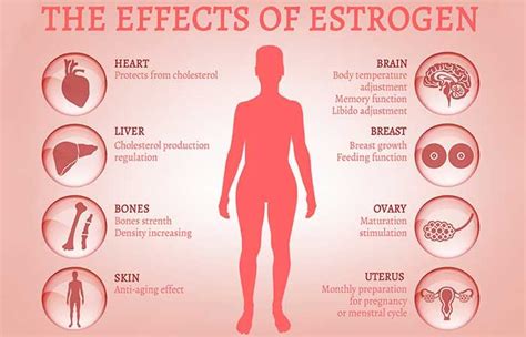 How Does Estrogen Cause Weight Gain