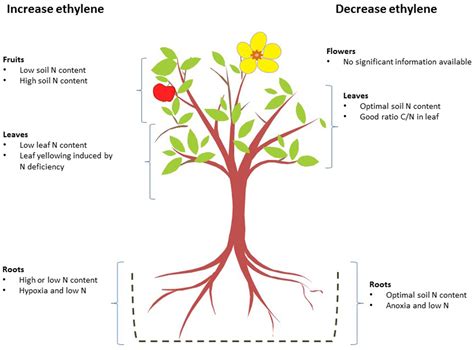 How Does Ethylene Function In Plants