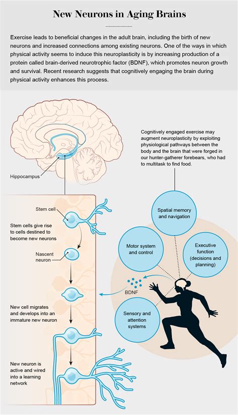 how does exercise affect brain plasticity