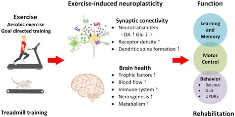 how does exercise affect neuroplasticity