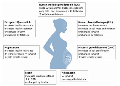 how does exercise affect the developing fetus
