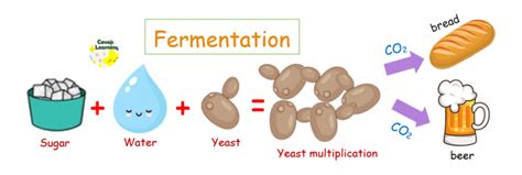 how does fermentation work in beer
