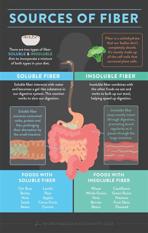 How Does Fiber Work In The Gut