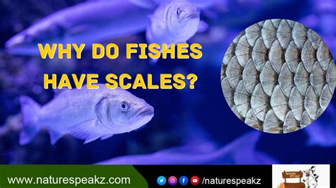 How Does Fish Scales Help