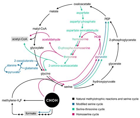 How Does Formaldehyde Kill Bacteria