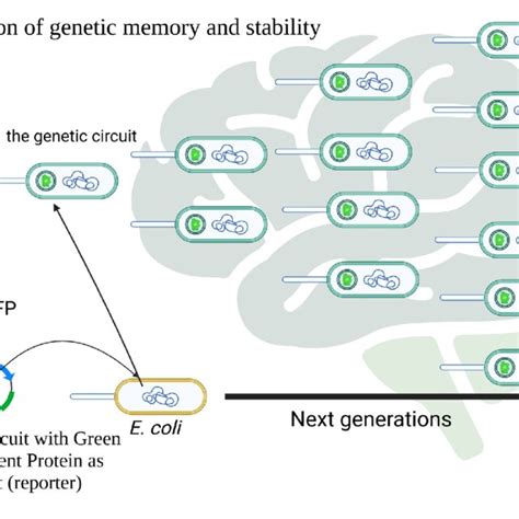 How Does Genetic Memory Work: A Plain English Explanation