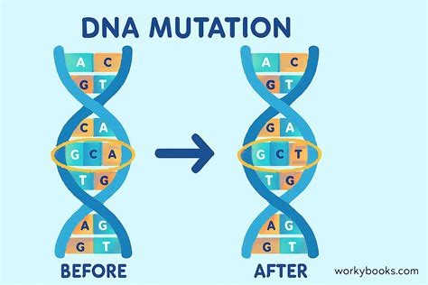 How Does Genetic Mutation Work: A Simple Guide To Dna Changes