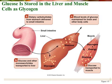 How Does Glucose Get Stored