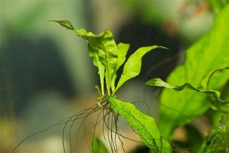 How Does Java Fern Grow