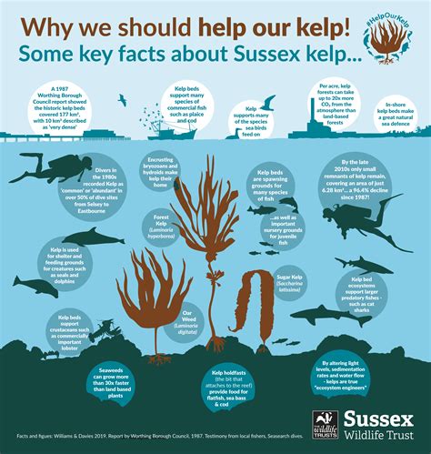 How Does Kelp Help Ocean Animals