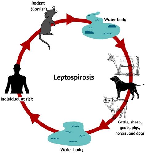 how does leptospirosis affect cattle