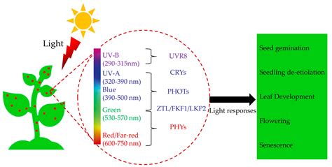 How Does Light Affect Plants Growth