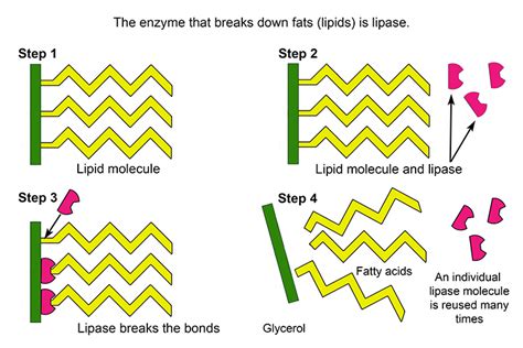 How Does Lipase Break Down Lipids