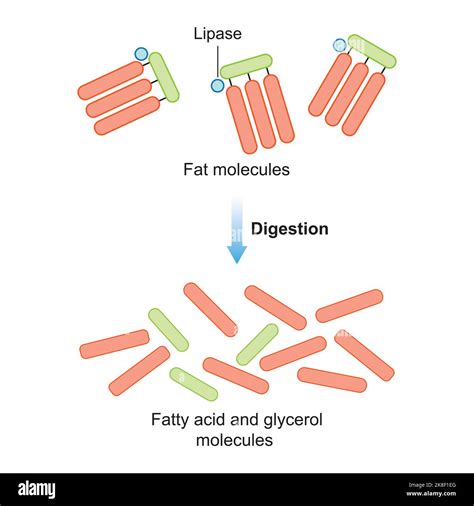 How Does Lipase Help In Digestion