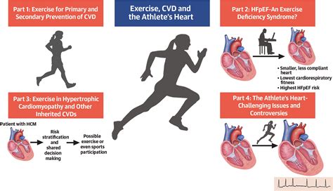 how does long term exercise affect the cardiovascular system