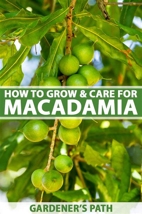 How Does Macadamia Nuts Grow