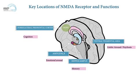 how does memantine work in the brain
