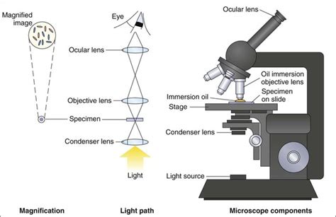 How Does Microscope Magnification Work