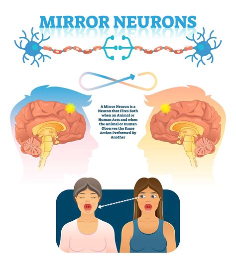 How Does Mirror Neurons Work
