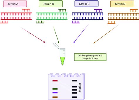 How Does Multiplex Pcr Work