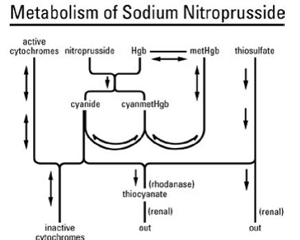 How Does Nitroprusside Work