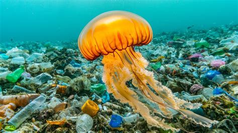 How Ocean Pollution Impacts Jellyfish Populations