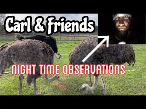 how does ostrich sleep