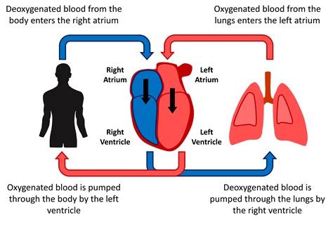 How Does Oxygen Decrease Pulmonary Vascular Resistance