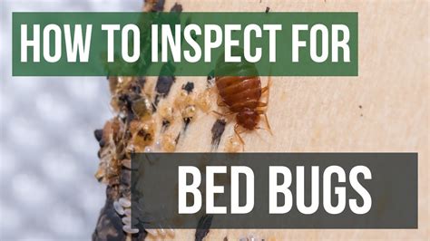 How Does Pest Control Inspect For Bed Bugs