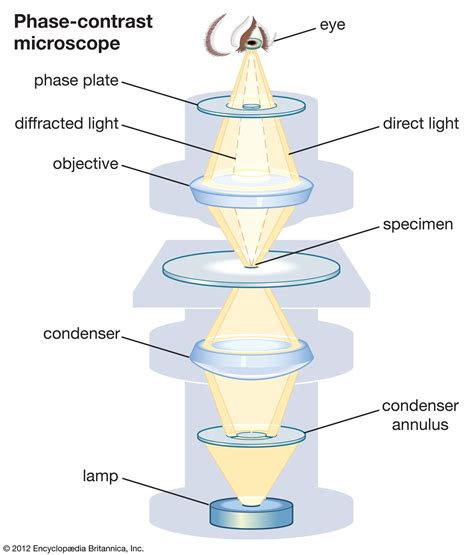 How Does Phase Contrast Microscopy Work