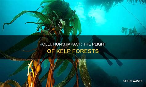 How Pollution Affects Kelp Forests And Marine Life