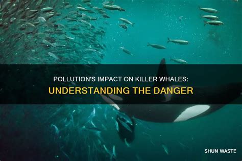 How Killer Whales Adapt To Heavy Pollution Levels Today