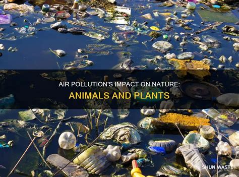 How Does Pollution Affect Living Things: A Lethal Impact