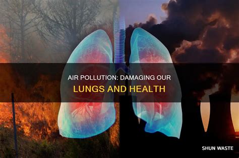 How Pollution Affects Your Lungs: What You Need To Know