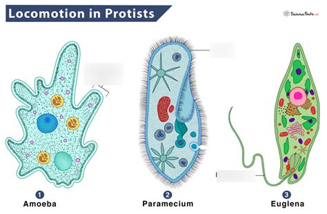 how does protist get its energy
