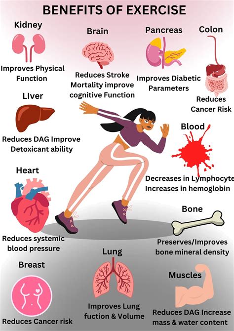 how does regular physical activity positively impact the respiratory and circulatory systems