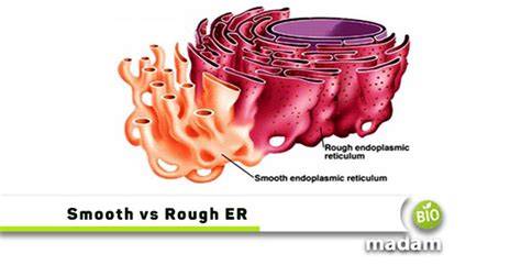Exploring the Key Differences Between Rough ER and Smooth ER - A Comprehensive Guide