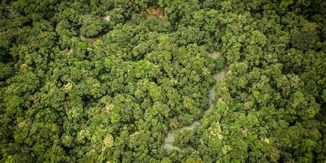 How Does Saving Work In The Forest