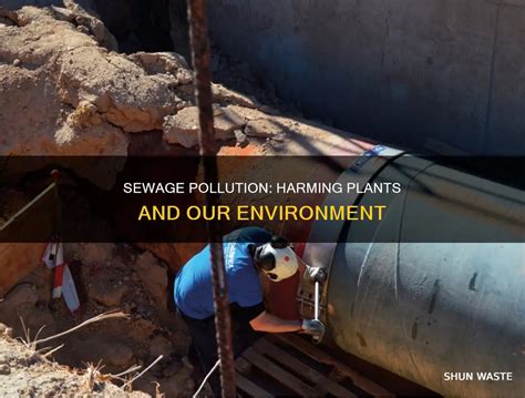 How Does Sewage Pollution Affect Plants