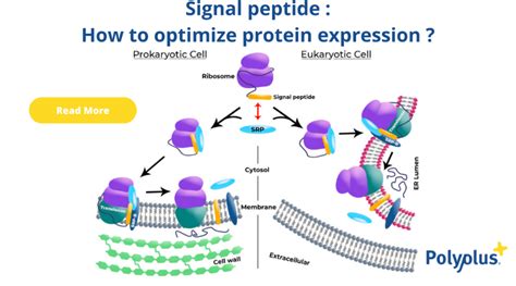 How Does Signal Peptide Work