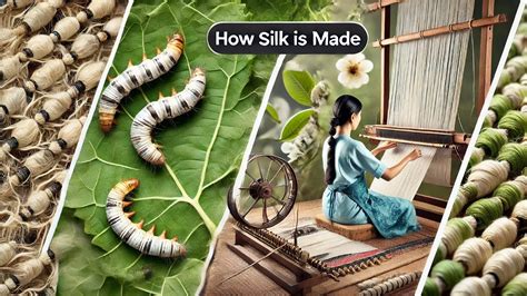 How Does Silk Get Made