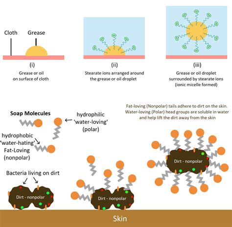 How Does Soap Work To Reduce Microbes In Chemistry Of Soap