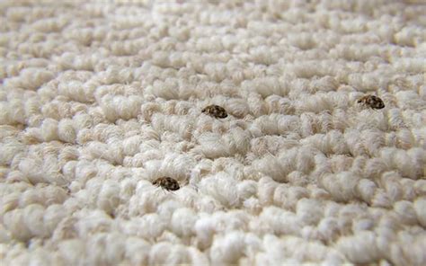 How Does Someone Get Carpet Beetles
